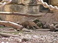 Coati - Nasua nasua (fam Procyonides) (4)